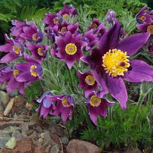 Pulsatilla vulgaris 'Bells Violet' - Harilik karukell 'Bells Violet' C2/2L